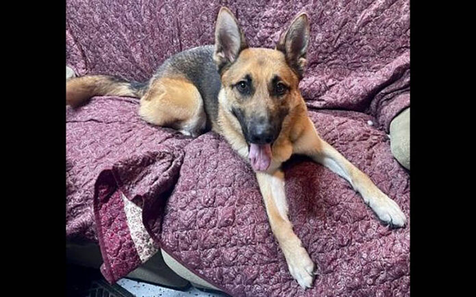 Two Ladies Caring Dog Rescue - Dash