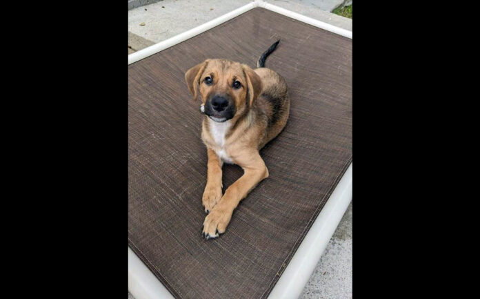 Jonie is available at Companion Pet Rescue of Middle Tennessee.
