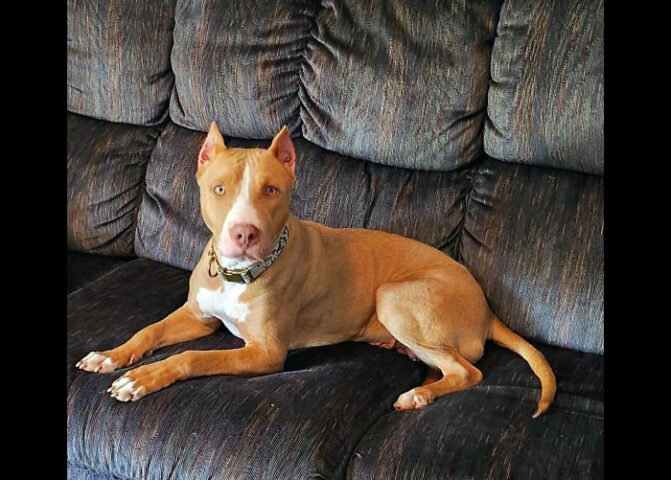 Companion Pet Rescue of Middle Tennessee - Penny