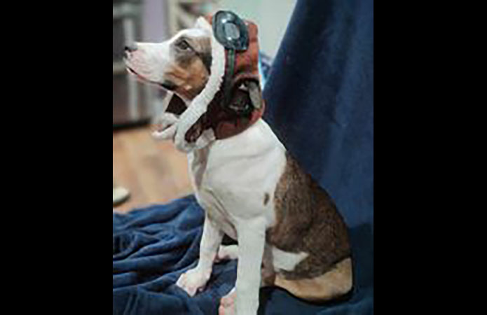 Kaylee’s Island of Misfit Dogs Rescue - Hashori