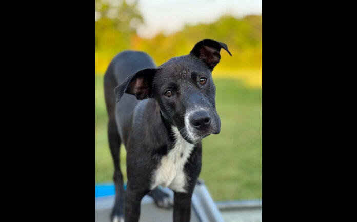 Jada can be found at Two Ladies Caring Dog Rescue