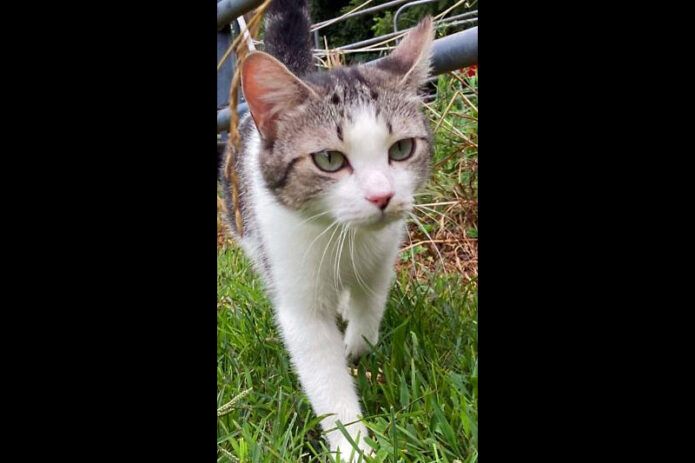 Cat Adoption Team of Stewart County (CATS) - Lorelai