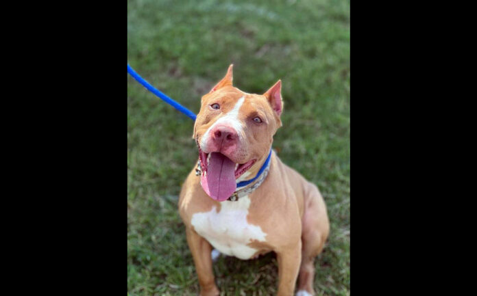 Penny can be found at Companion Pet Rescue of Middle Tennessee