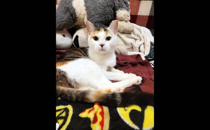Finders Keepers Cat Rescue - Charlie