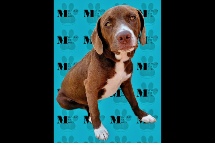 Mikaela’s Mutt Motel - Bones