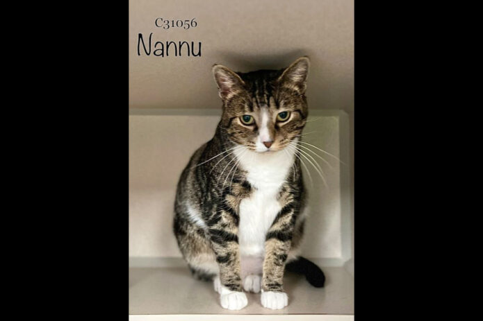 Montgomery County Animal Care and Control - Nannu