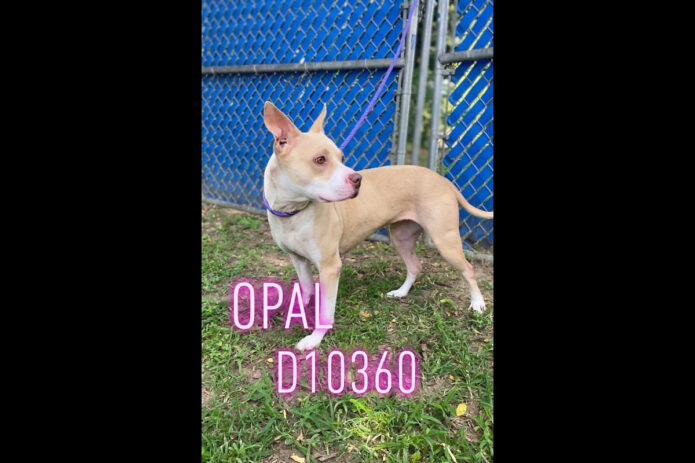 Montgomery County Animal Care and Control - Opal