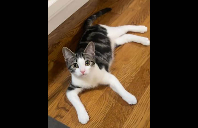 Cat Adoption Team of Stewart County (CATS) - Sweet Patch