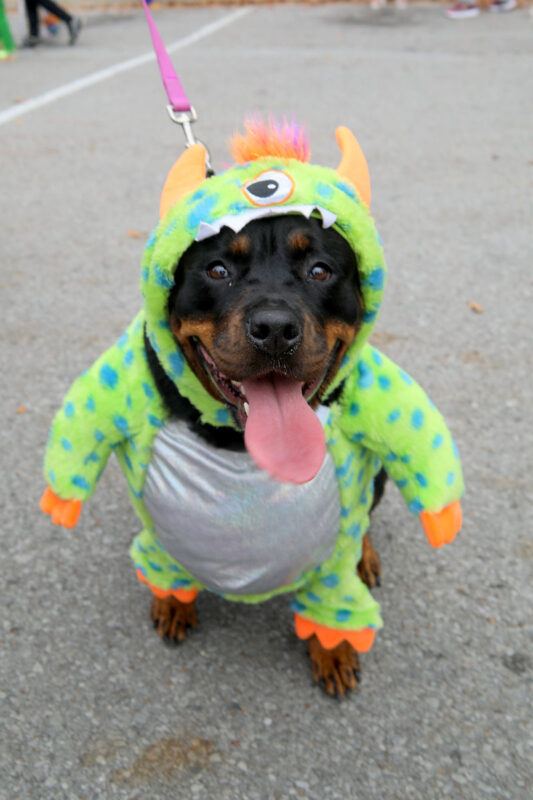 This year's Fright on Franklin had an estimated 5,000+ in attendance. (Clarksville Online) This year's Fright on Franklin had an estimated 5,000+ in attendance. (Clarksville Online)