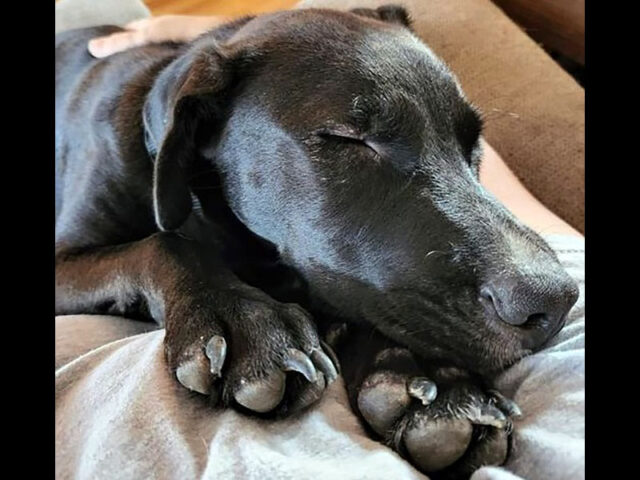 Companion Pet Rescue of Middle Tennessee - Hider