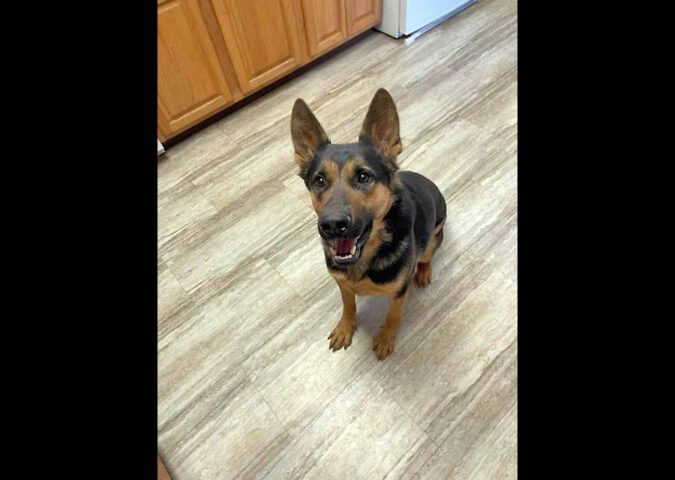 Companion Pet Rescue of Middle Tennessee - Loki