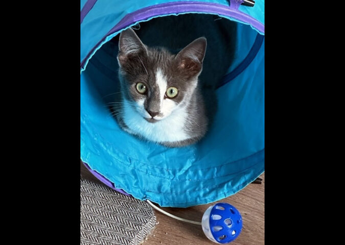 Finders Keepers Cat Rescue - Chip