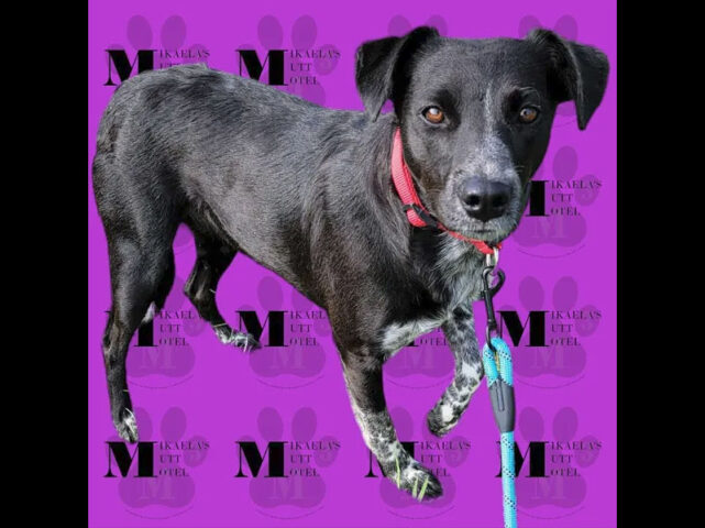Mikaela’s Mutt Motel - Lilo