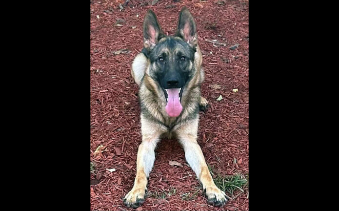 Montgomery County Animal Care and Control - Aska
