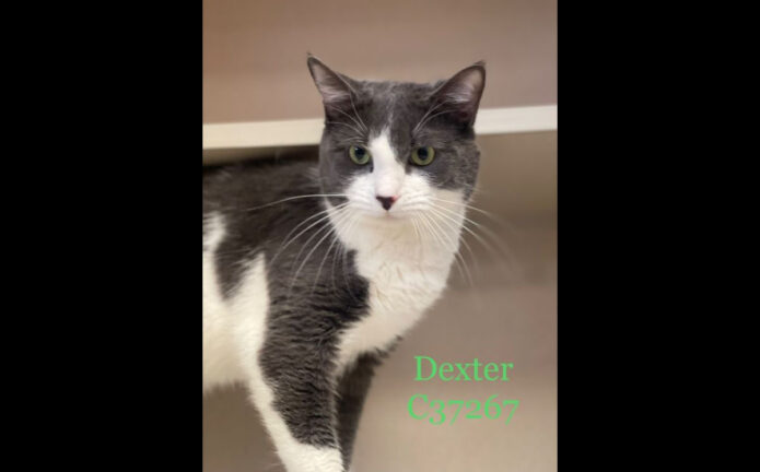 Montgomery County Animal Care and Control - Dexter
