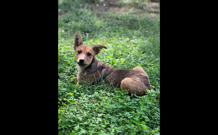 Two Ladies Caring Dog Rescue - Martin
