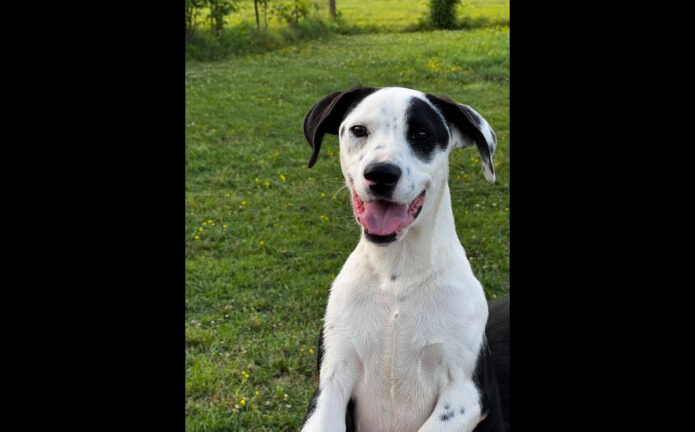 Two Ladies Caring Dog Rescue - Sugar