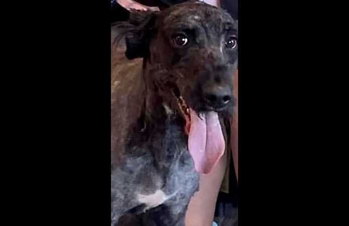 Two Ladies Caring Dog Rescue - Titus