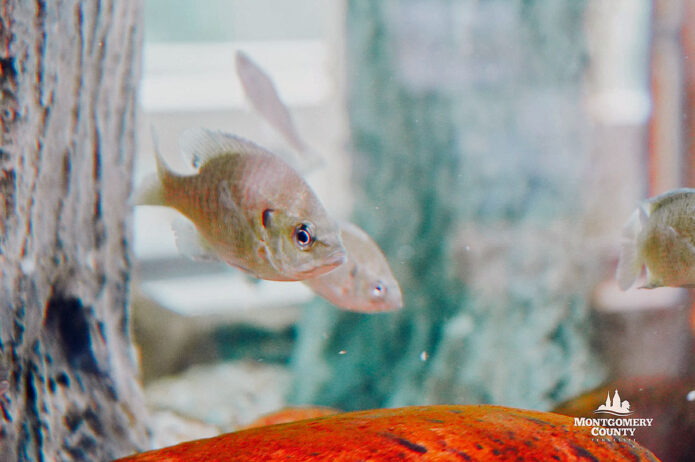 Wade Bourne Nature Center Aquarium 