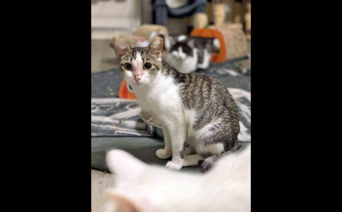 Finders Keepers Cat Rescue - Merry