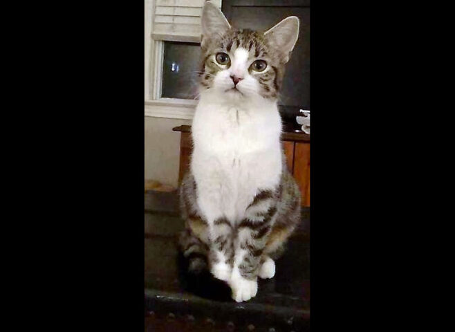 Finders Keepers Cat Rescue - Smores