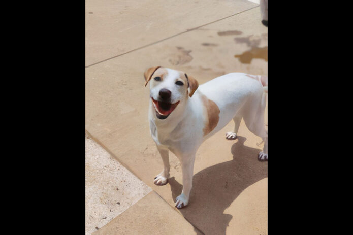Kaylee’s Island of Misfit Dogs Rescue - Bianca