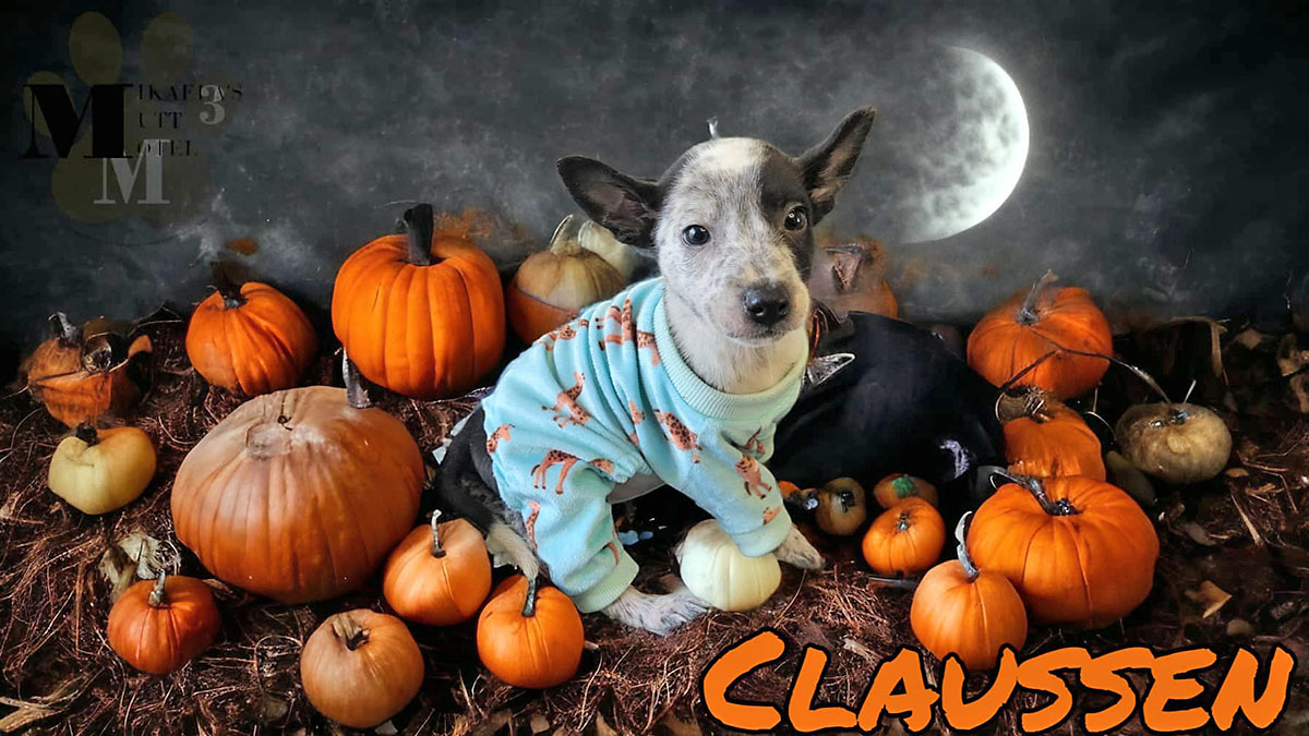 Clarksville Area Pets of the Week for November 27th, 2023 – Clarksville Online