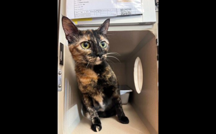 Montgomery County Animal Care and Control - Myrna