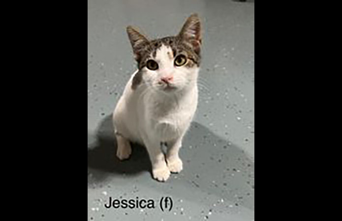 Puurrrfect Paws Rescue & Cat Cafe - Jessica