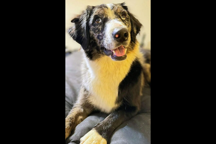 Two Ladies Caring Dog Rescue - Molly