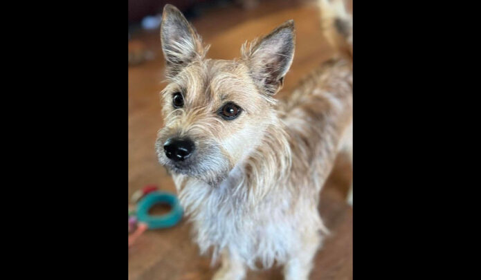Two Ladies Caring Dog Rescue - Sissy Girl
