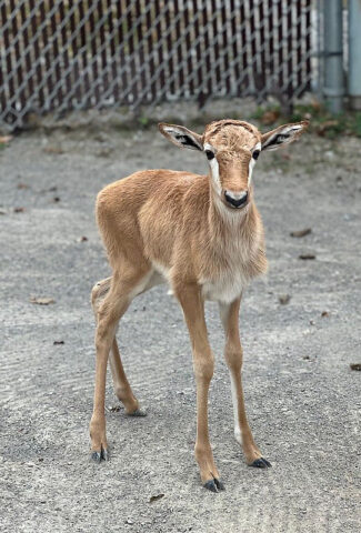 Nashville Zoo's new bontebok calf Mai. (Nashville Zoo)