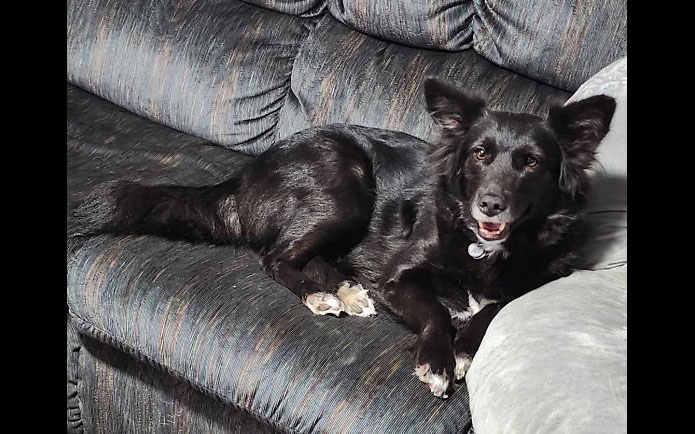Companion Pet Rescue of Middle Tennessee - Mona