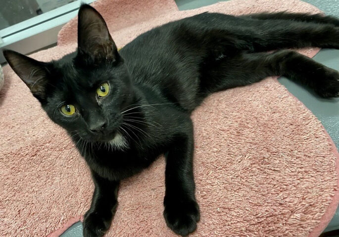 Finders Keepers Cat Rescue -Bear