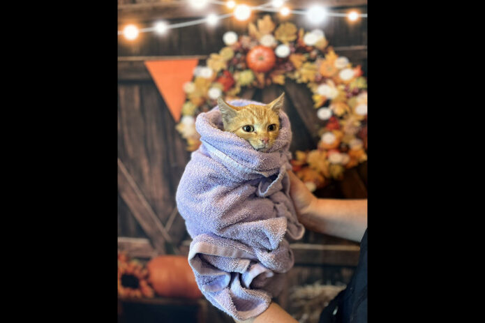 Finders Keepers Cat Rescue - Luther