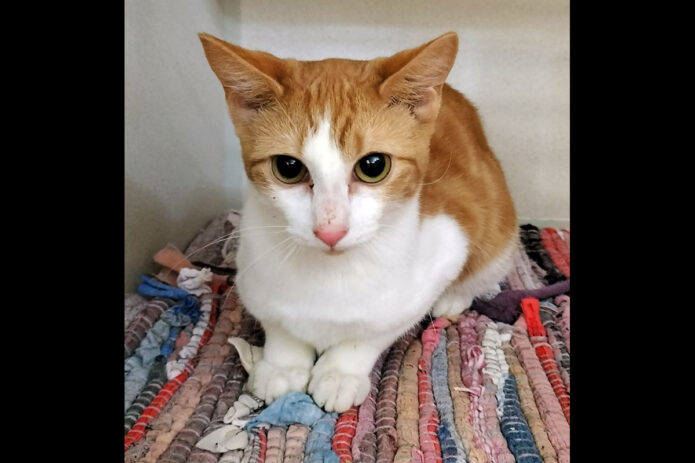 Montgomery County Animal Care and Control - Missy