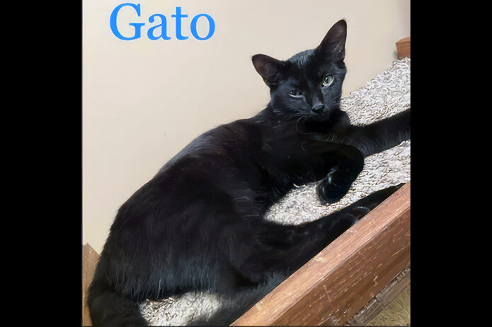 Puurrrfect Paws Rescue & Cat Cafe - Gato
