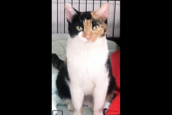 Cat Adoption Team of Stewart County (CATS) - Dakota