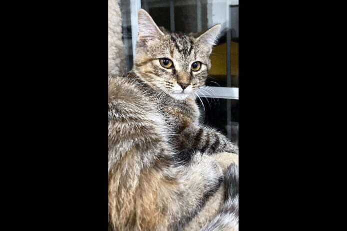 Cat Adoption Team of Stewart County (CATS) - Laci