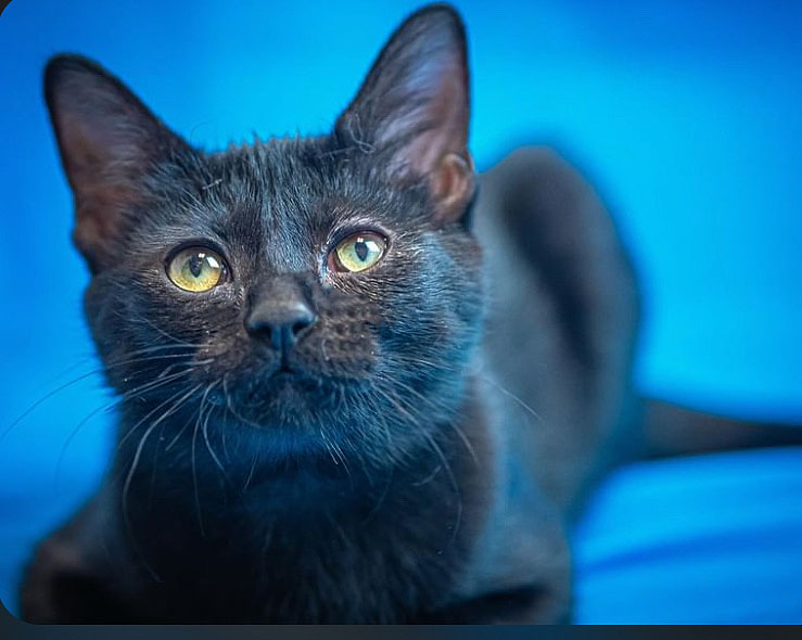 Finders Keepers Cat Rescue - Celeste
