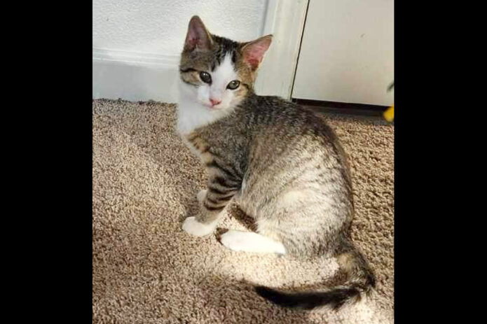 Finders Keepers Cat Rescue - Limoncello