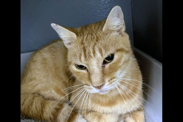Tropicana can be found at Finders Keepers Cat Rescue