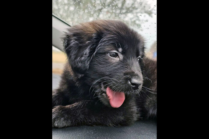 Daisy - Kaylee’s Island of Misfit Dogs Rescue