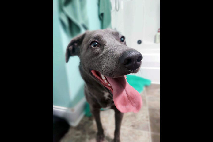 Kaylee’s Island of Misfit Dogs Rescue - Soji