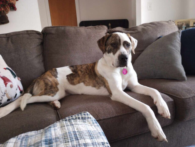 Mikaela’s Mutt Motel - Gracey Hope