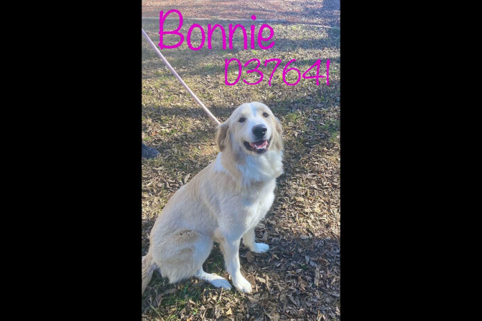 Montgomery County Animal Care and Control - Bonnie