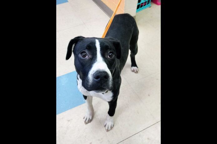 Montgomery County Animal Care and Control - Kingsley