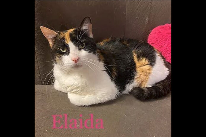 Puurrrfect Paws Rescue & Cat Cafe - Elaida