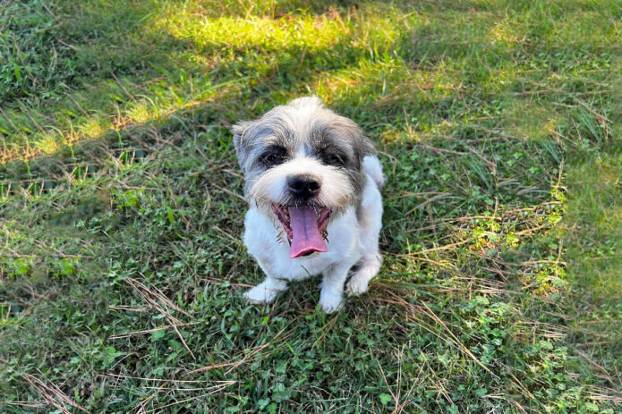 Two Ladies Caring Dog Rescue - Spunky