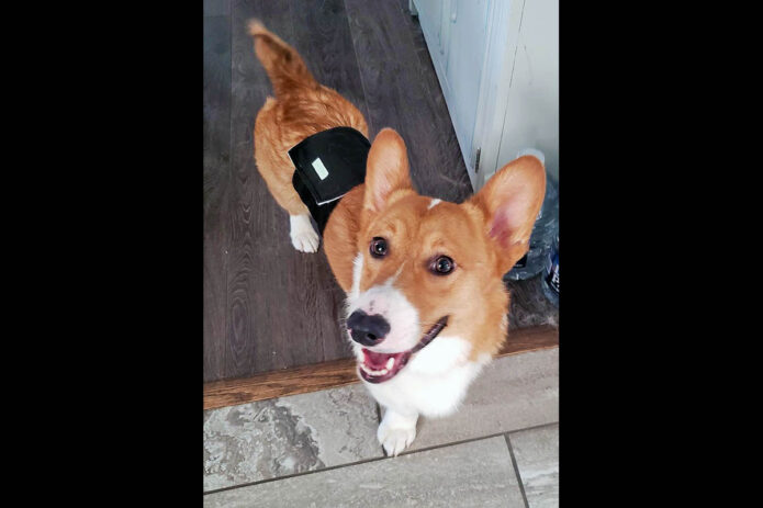 Companion Pet Rescue of Middle Tennessee - Max